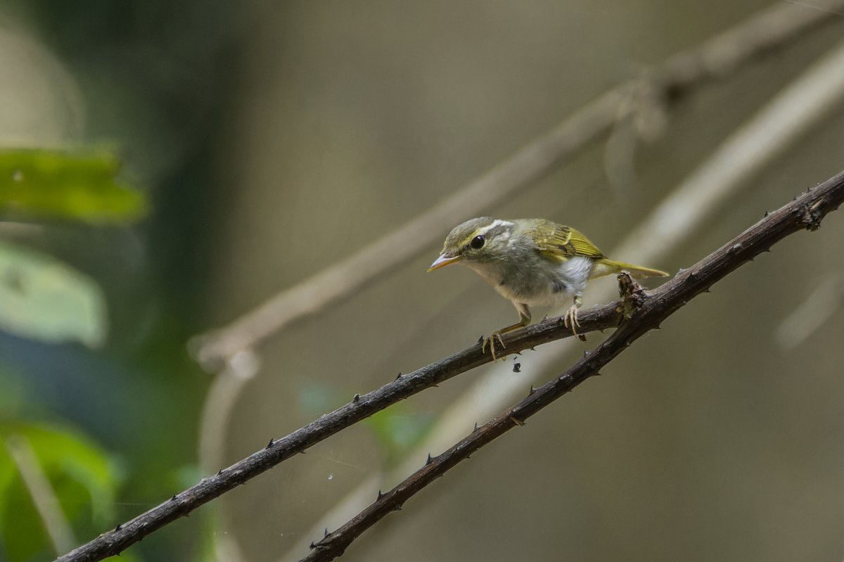 Eastern Crowned Warbler