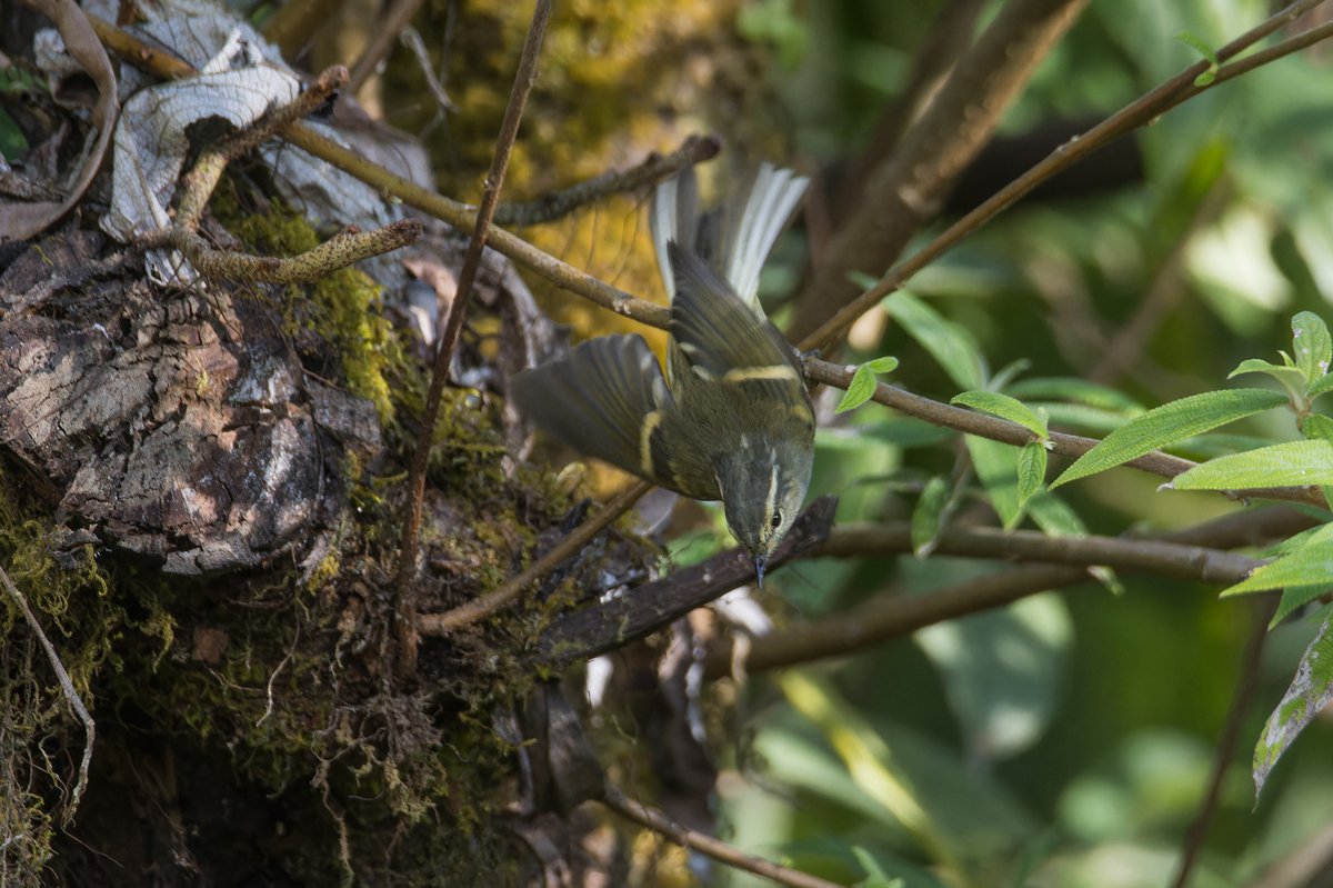 Buff-barred Warbler