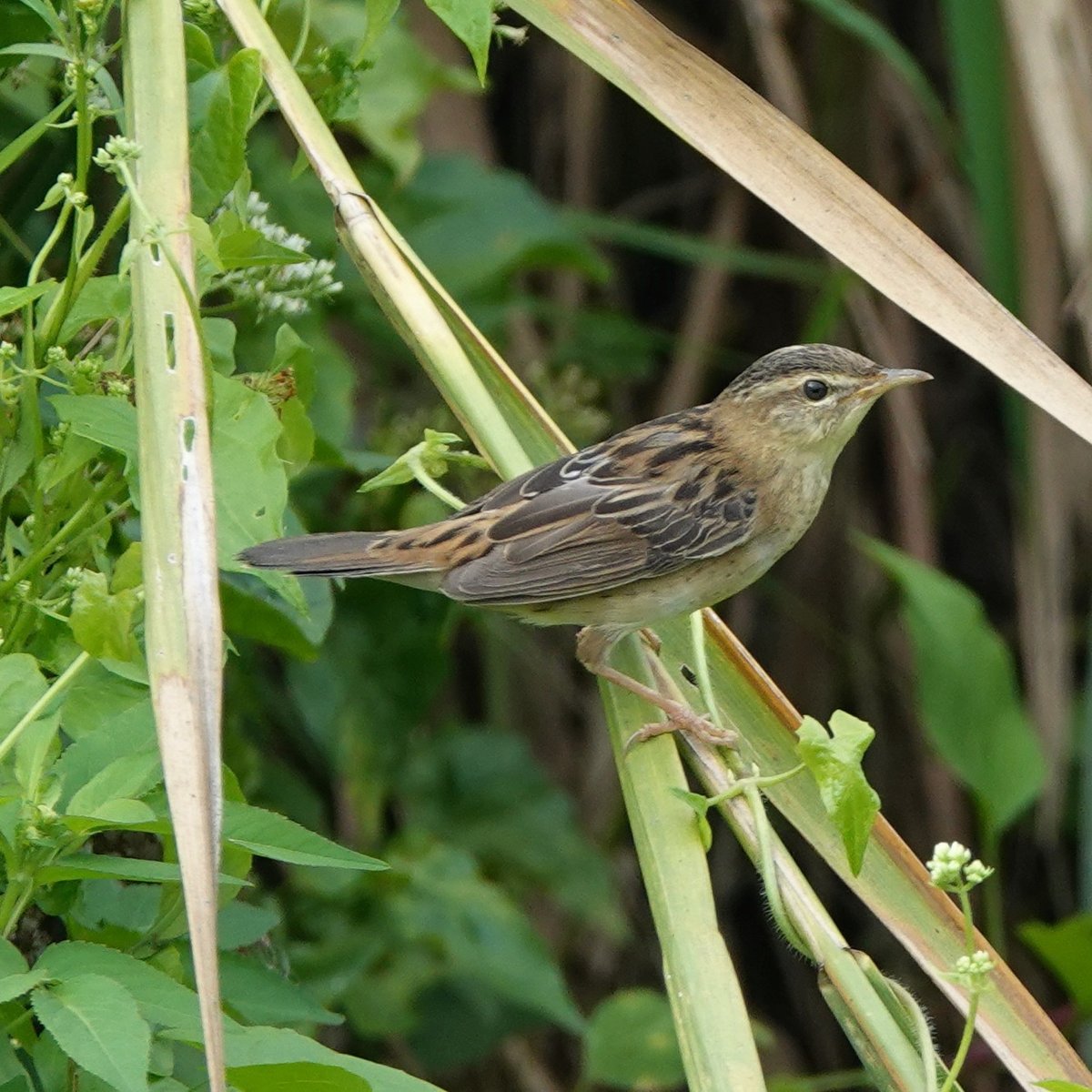 Pallas's Grasshopper Warbler
