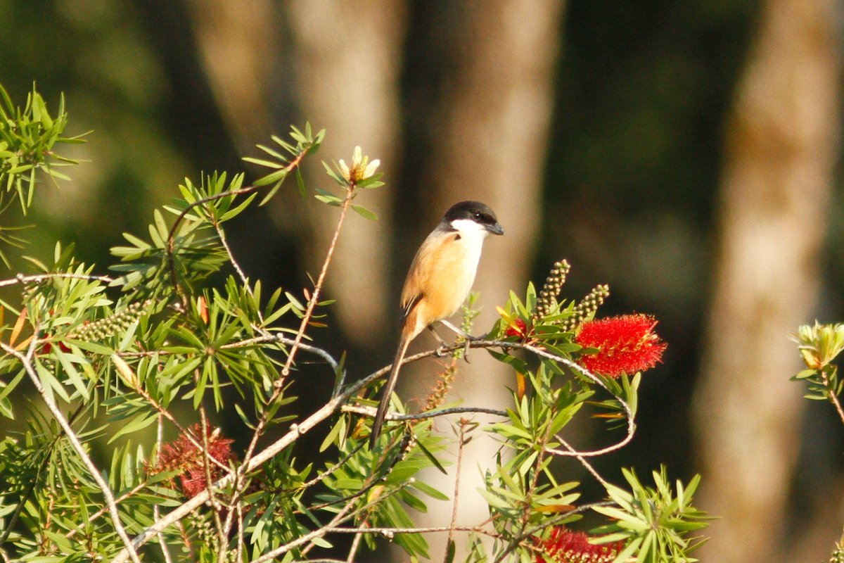 Long-tailed Shrike