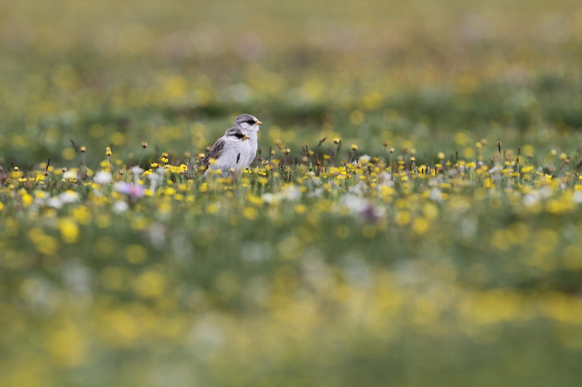 White-rumped Snowfinch