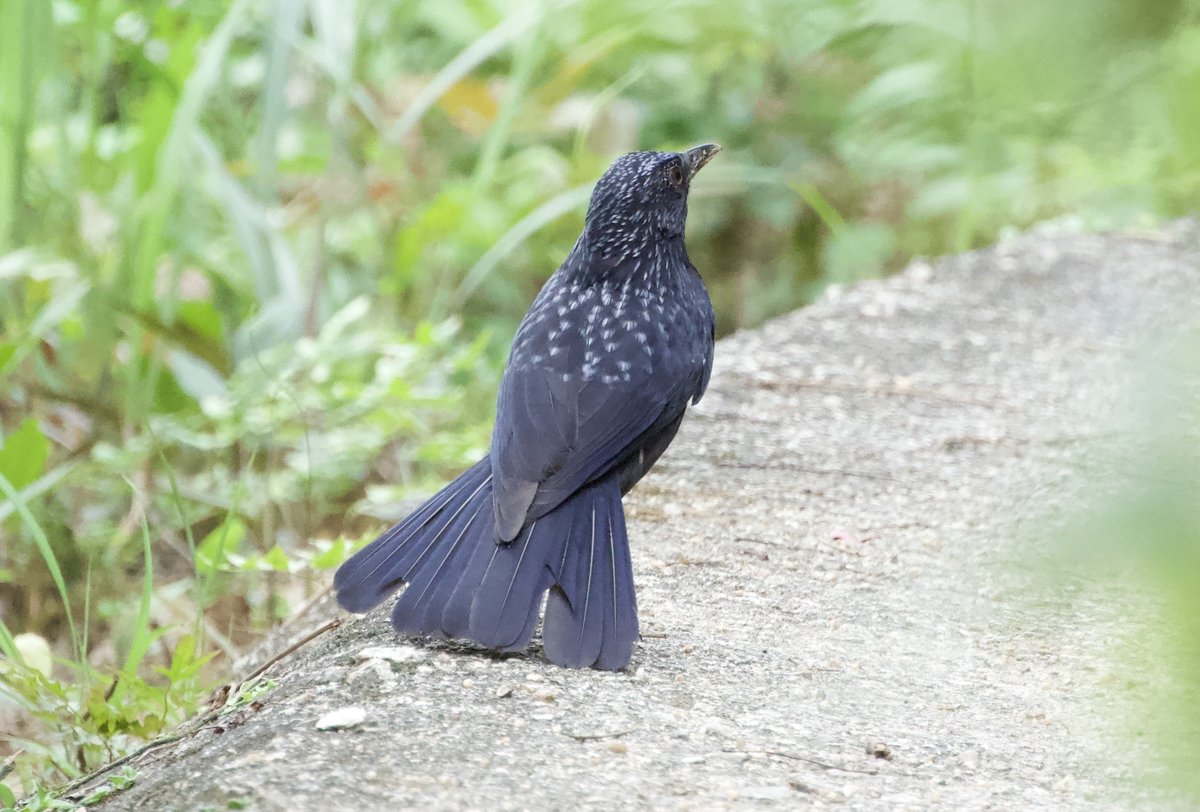 Blue Whistling Thrush