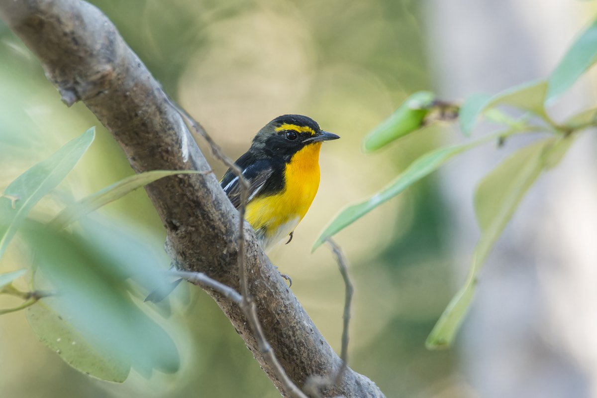 Narcissus Flycatcher