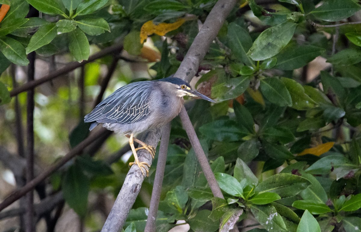 Striated Heron