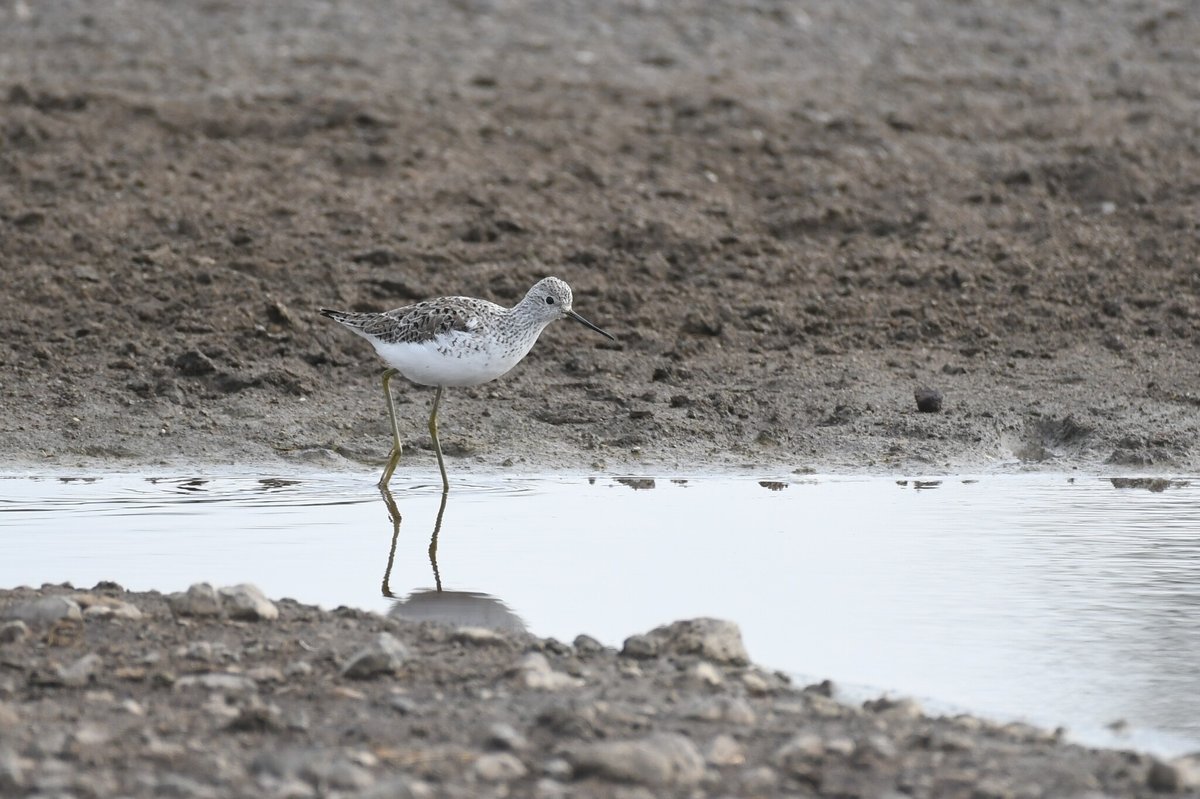 Marsh Sandpiper