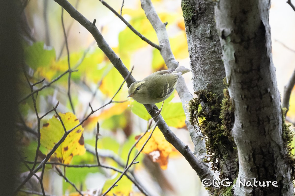 Hartert's Leaf Warbler