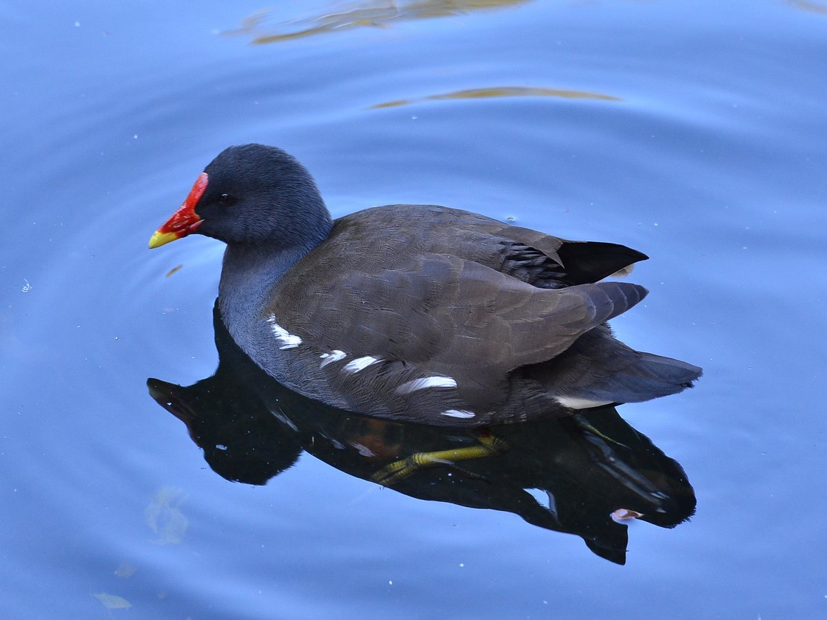 Common Moorhen
