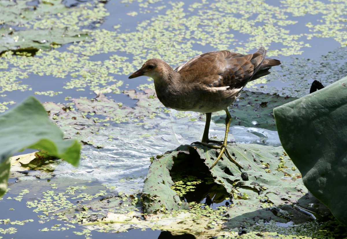 Common Moorhen
