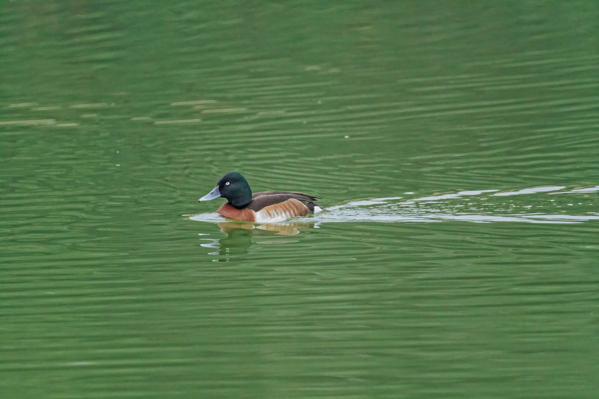 Baer's Pochard