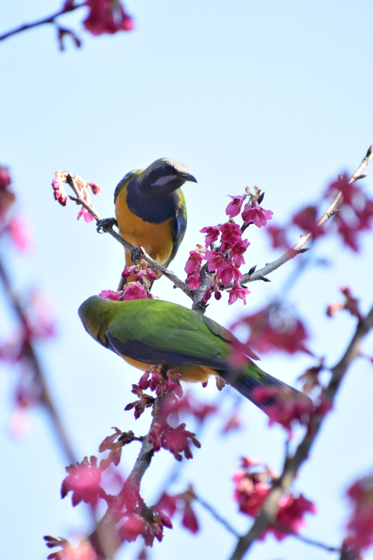 Orange-bellied Leafbird