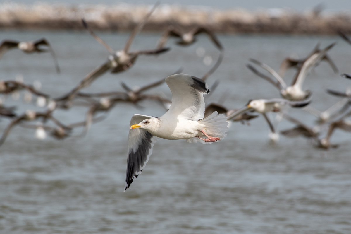 Slaty-backed Gull