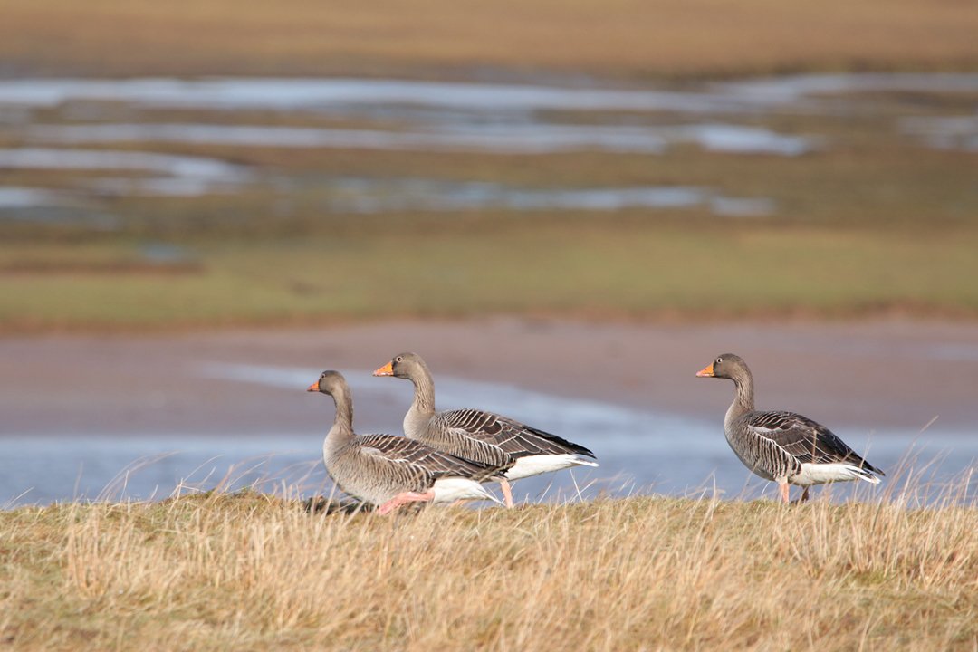 Greylag Goose