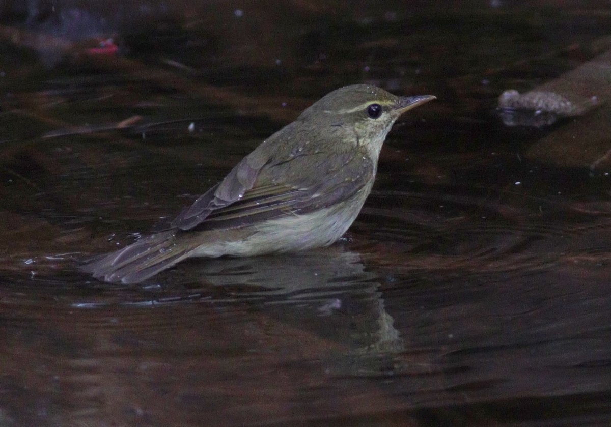 Japanese Leaf Warbler