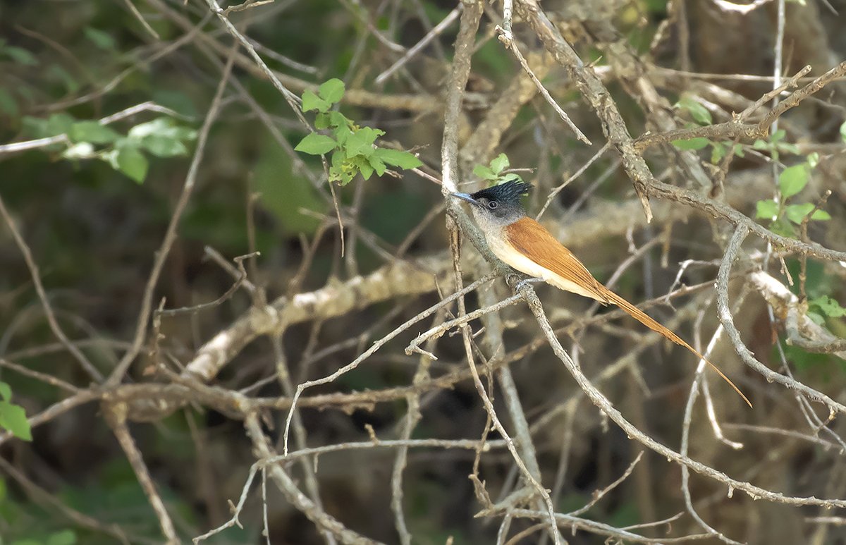 Indian Paradise Flycatcher