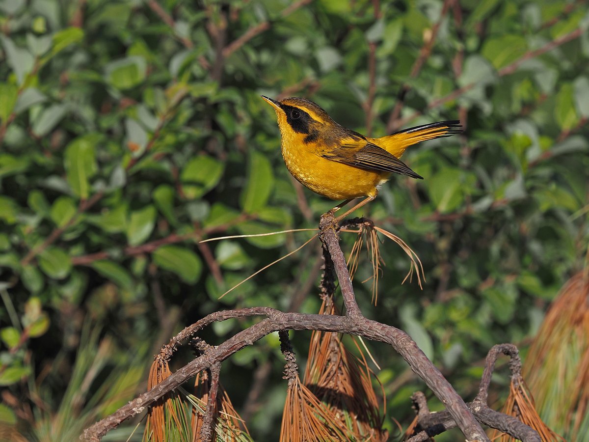 Golden Bush Robin