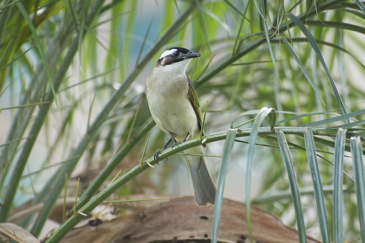 Light-vented Bulbul