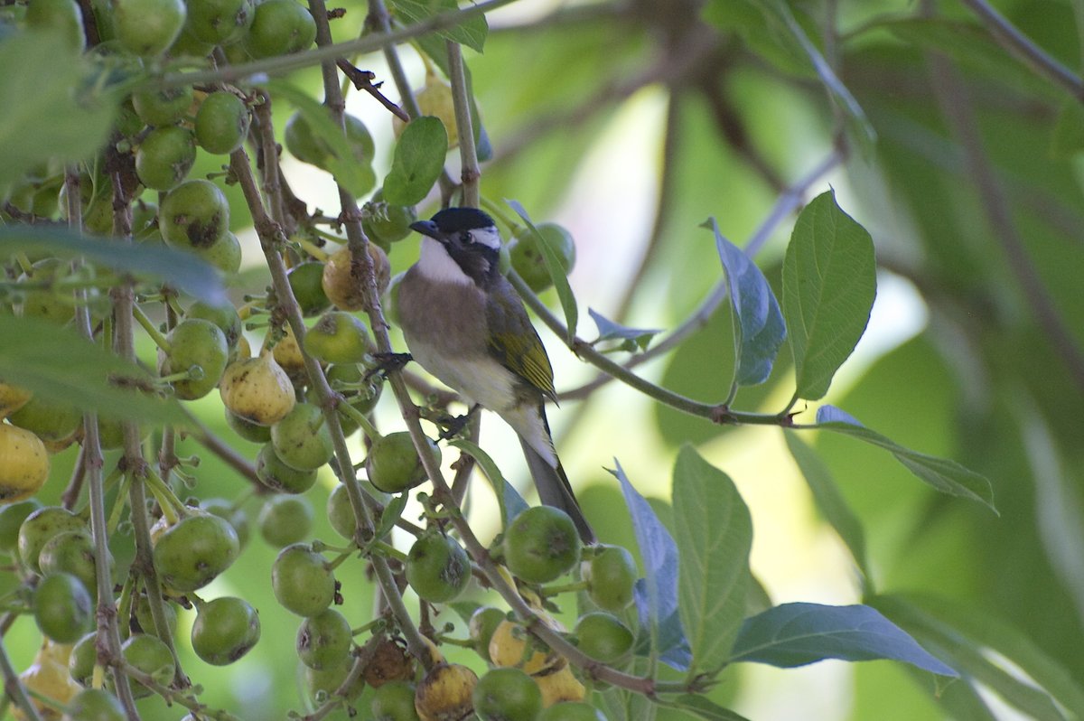 Light-vented Bulbul