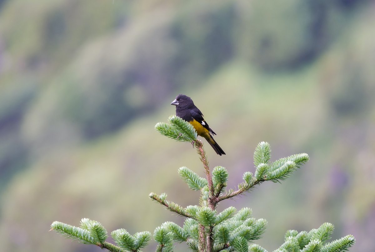 White-winged Grosbeak