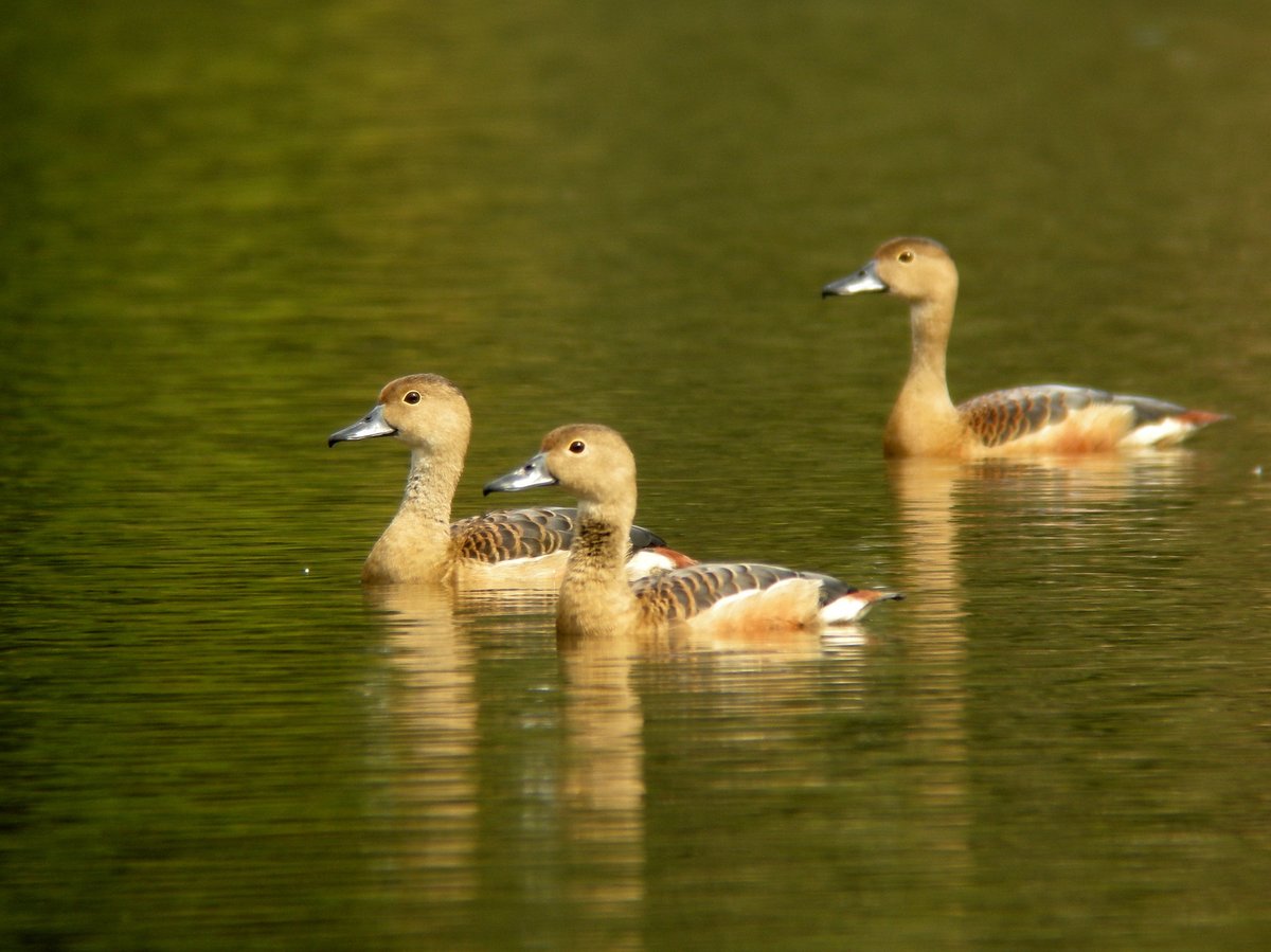 Lesser Whistling Duck