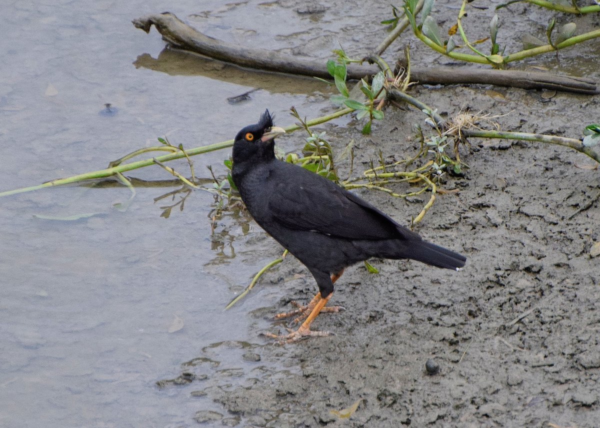 Crested Myna
