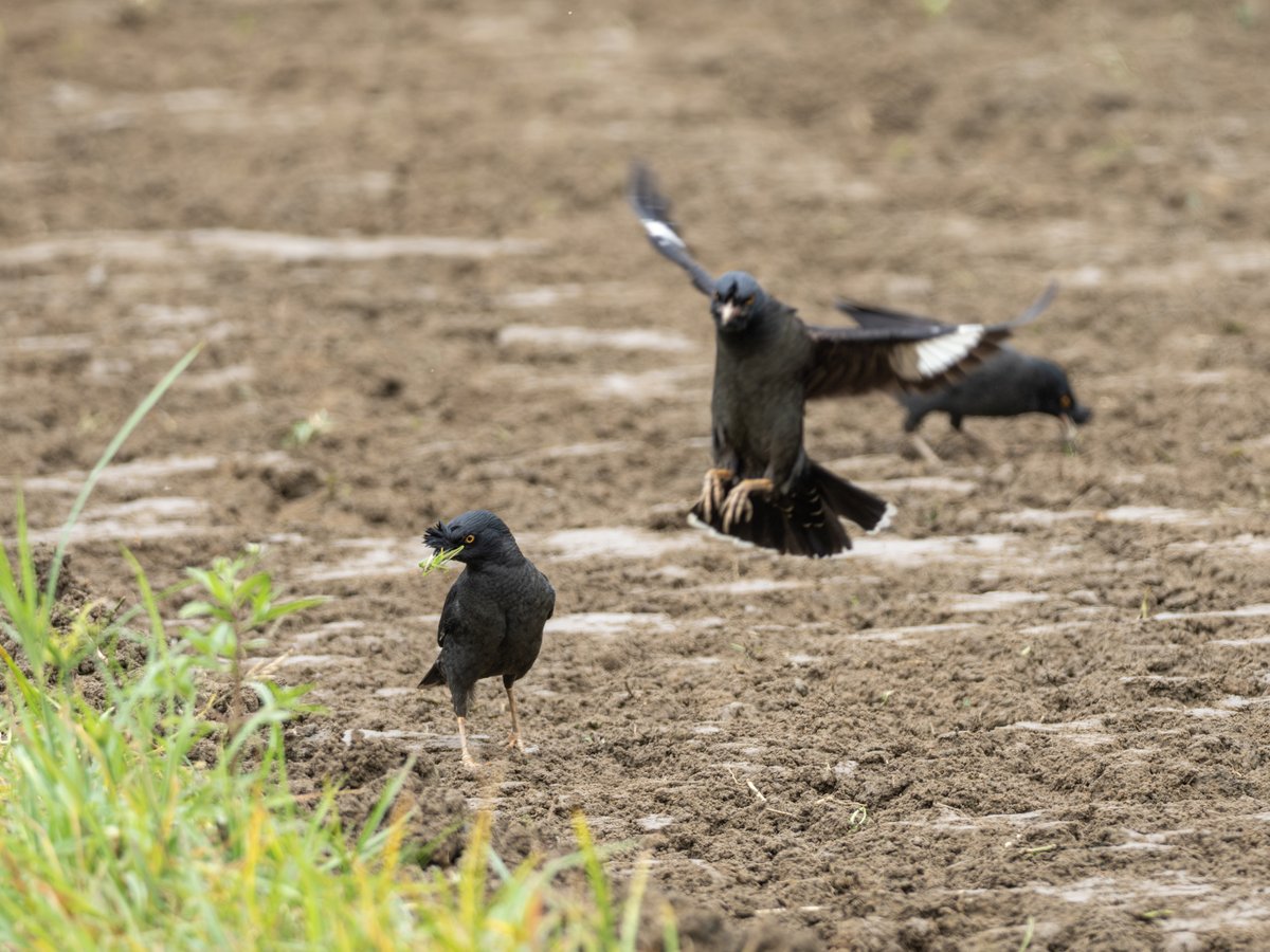 Crested Myna