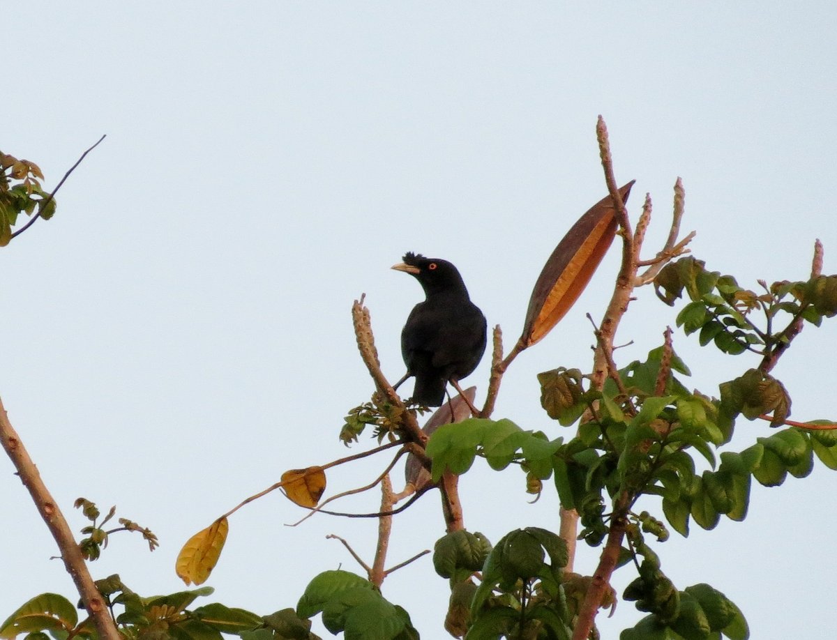 Crested Myna