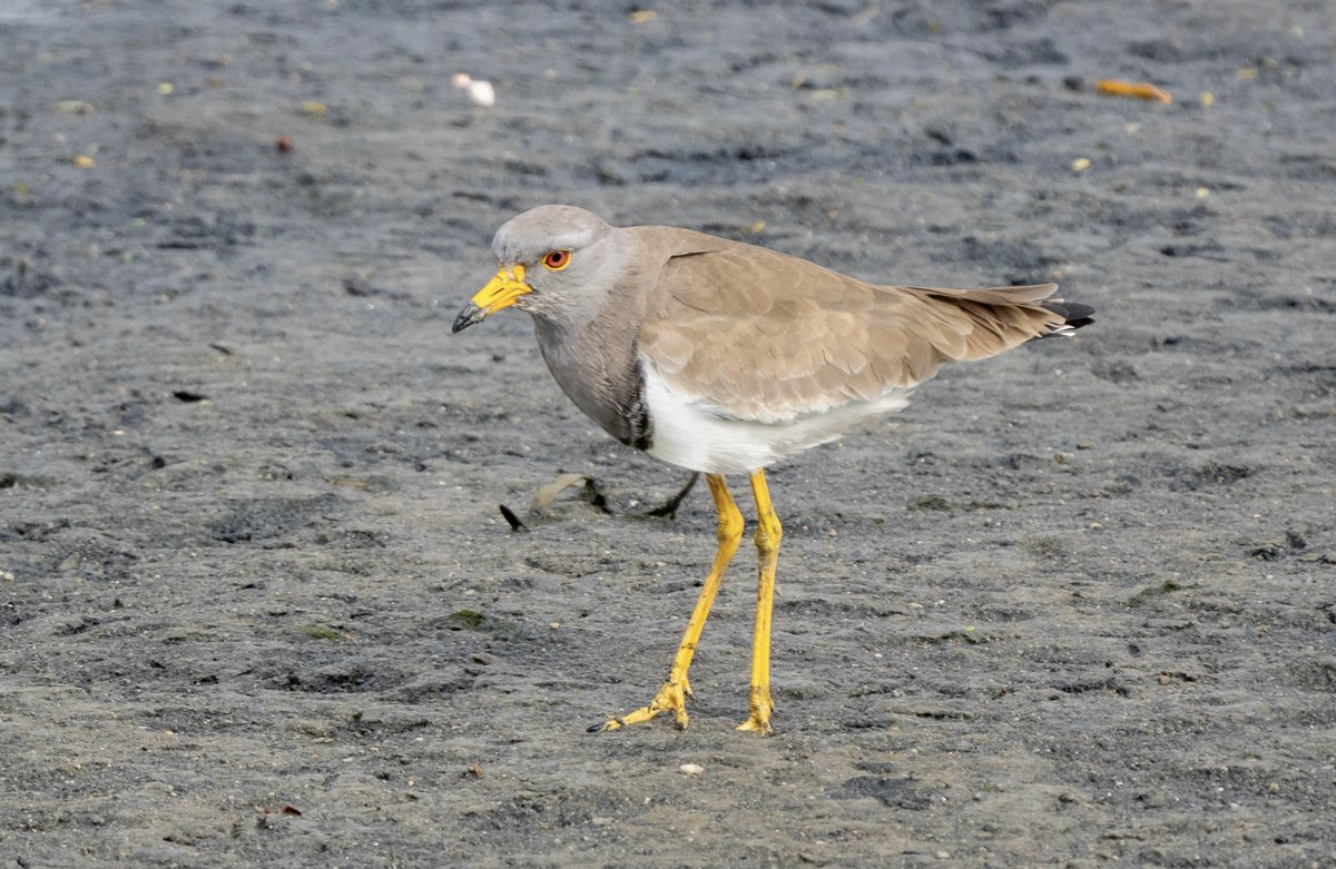 Grey-headed Lapwing