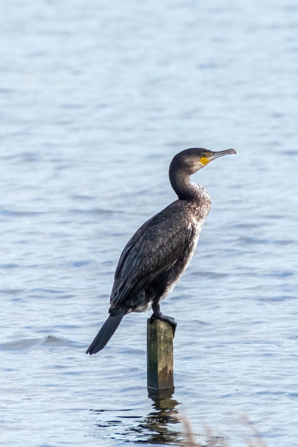 Great Cormorant
