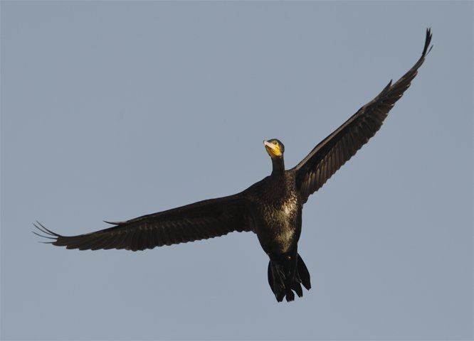 Great Cormorant