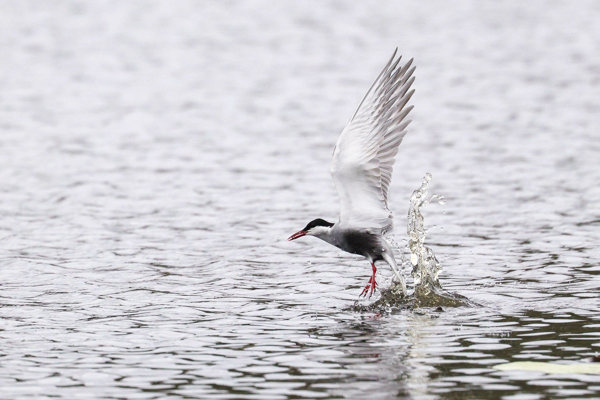 Whiskered Tern
