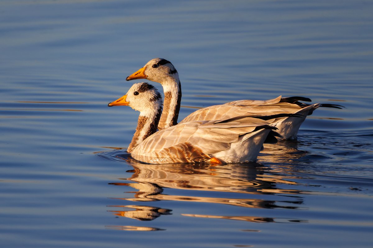 Bar-headed Goose