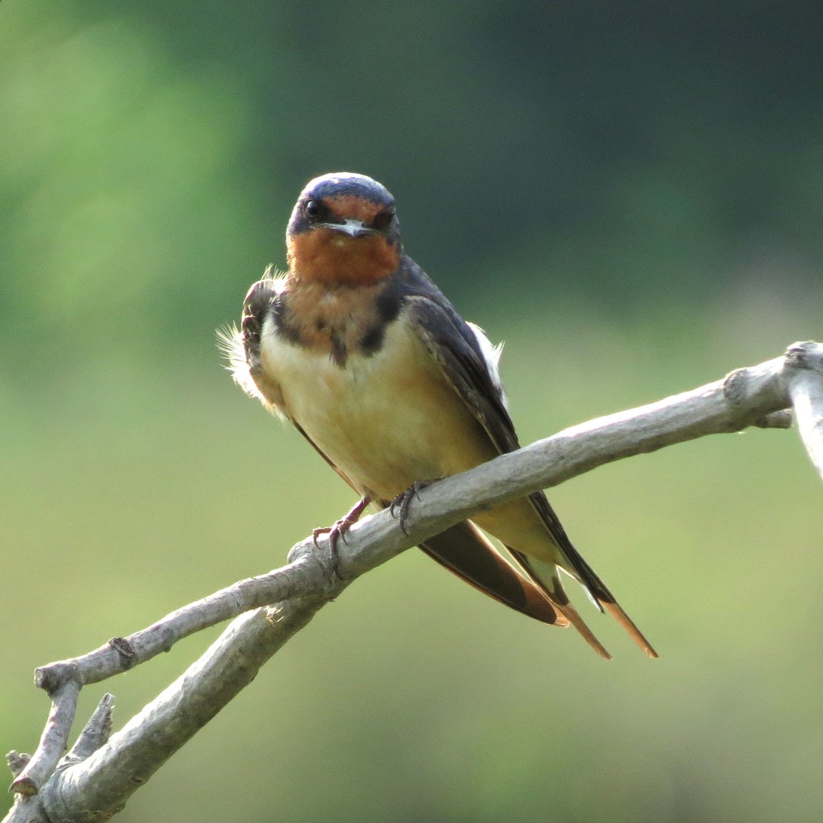 Barn Swallow