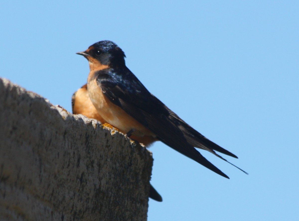 Barn Swallow