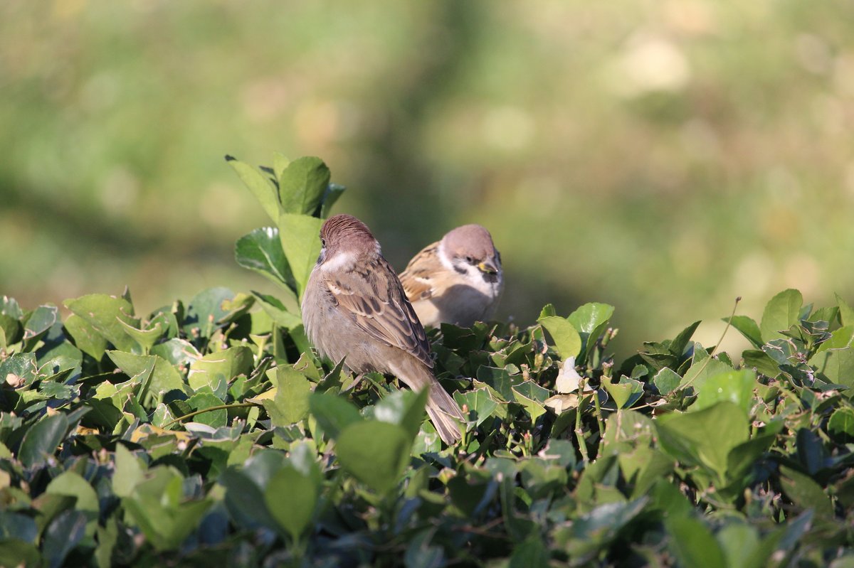 Eurasian Tree Sparrow