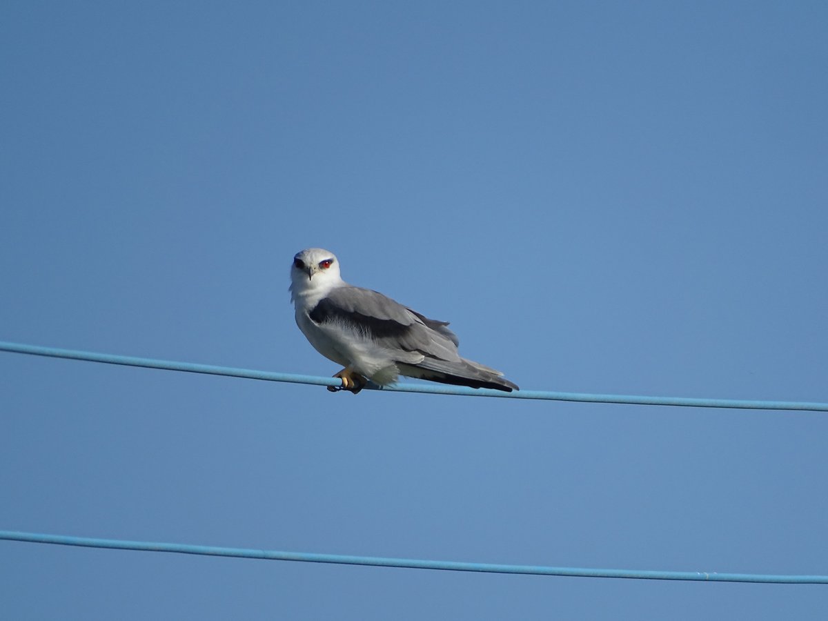 Black-winged Kite