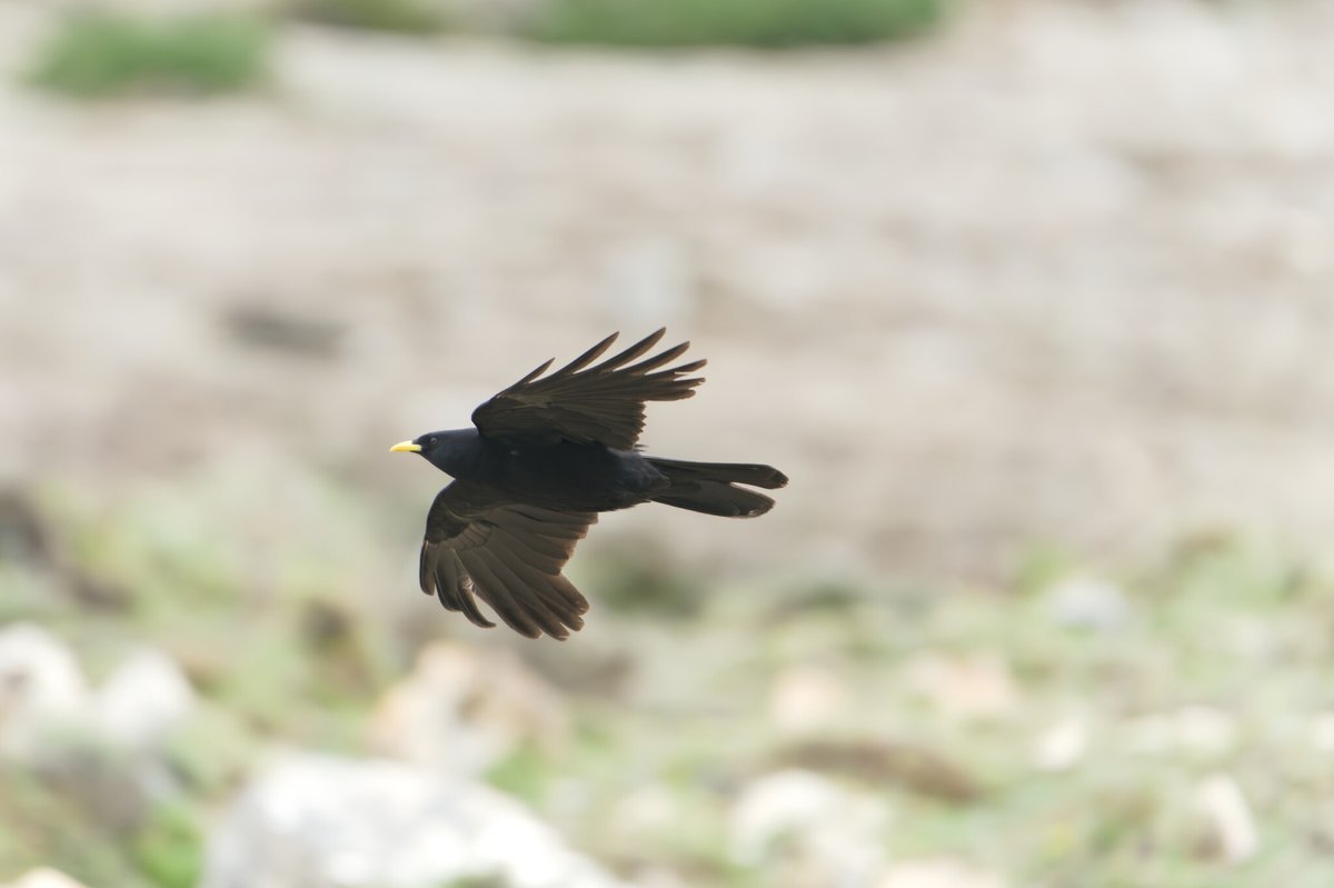 Alpine Chough