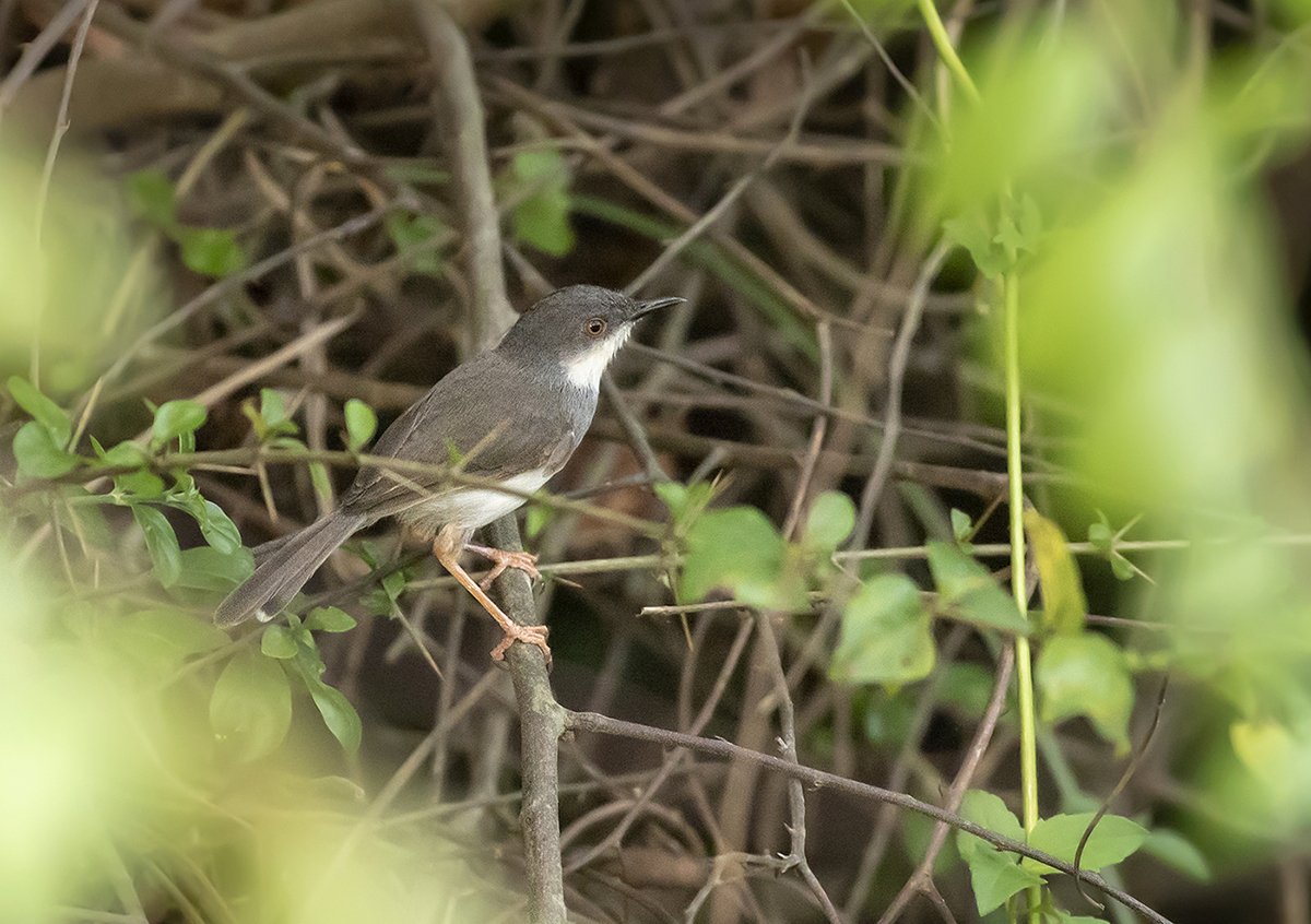 Grey-breasted Prinia