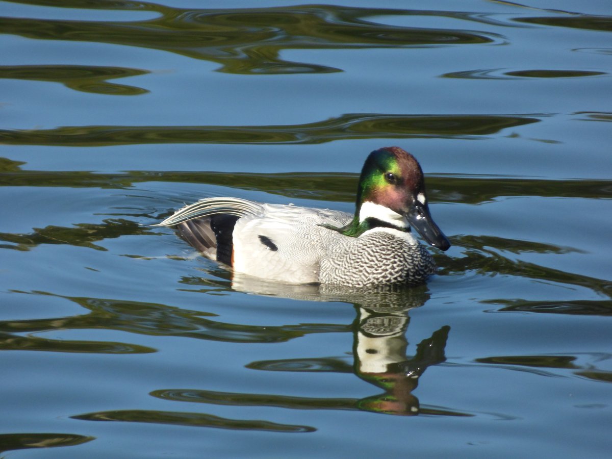 Falcated Duck