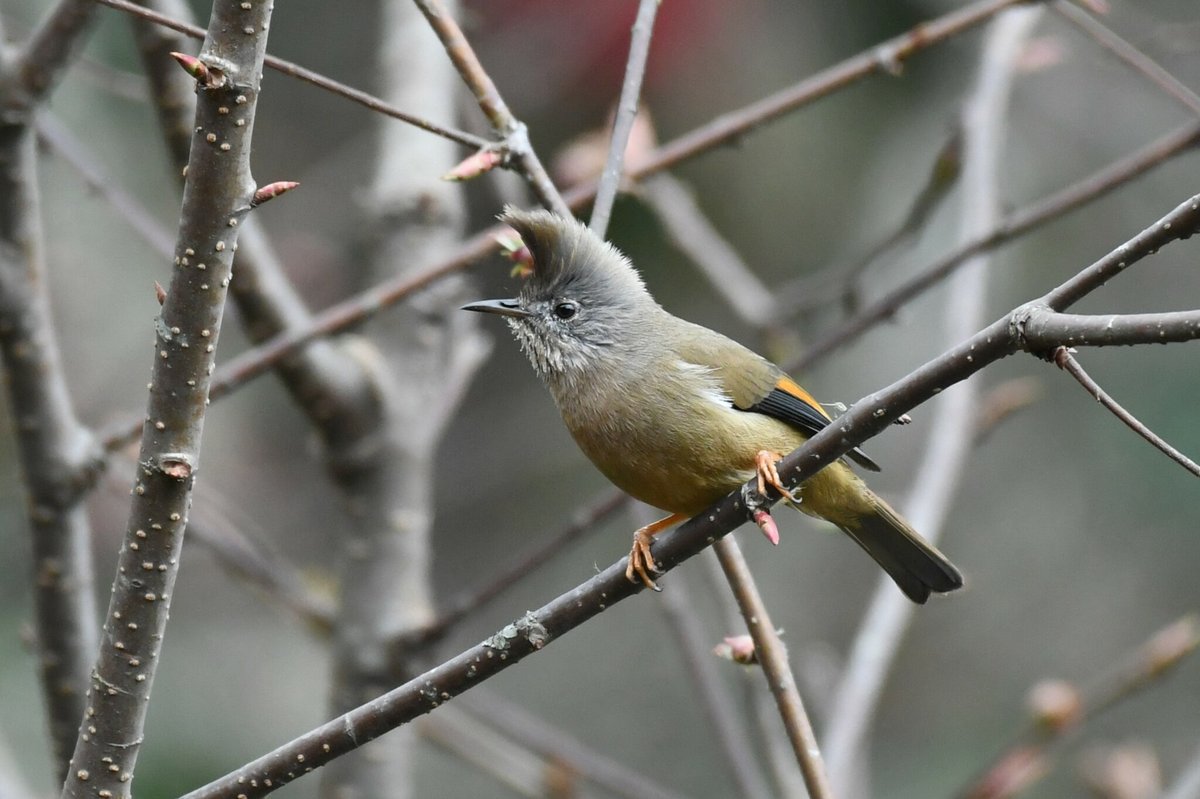 Stripe-throated Yuhina