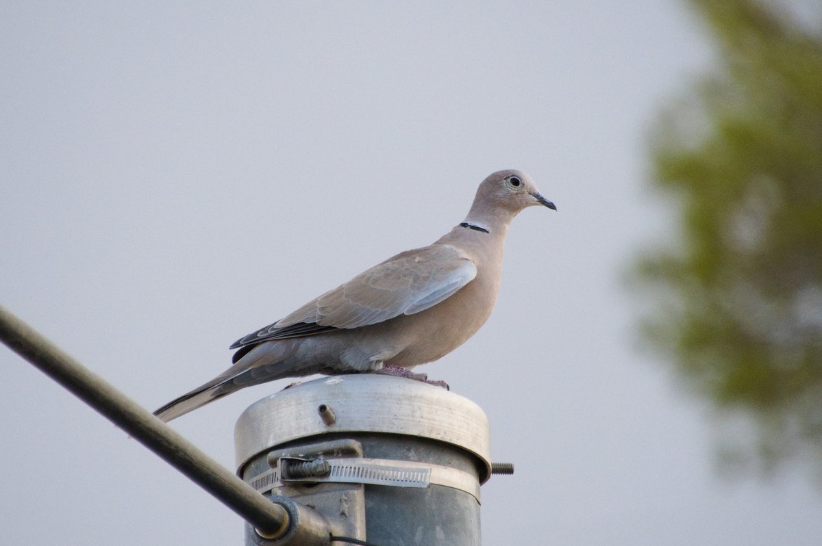 Eurasian Collared Dove