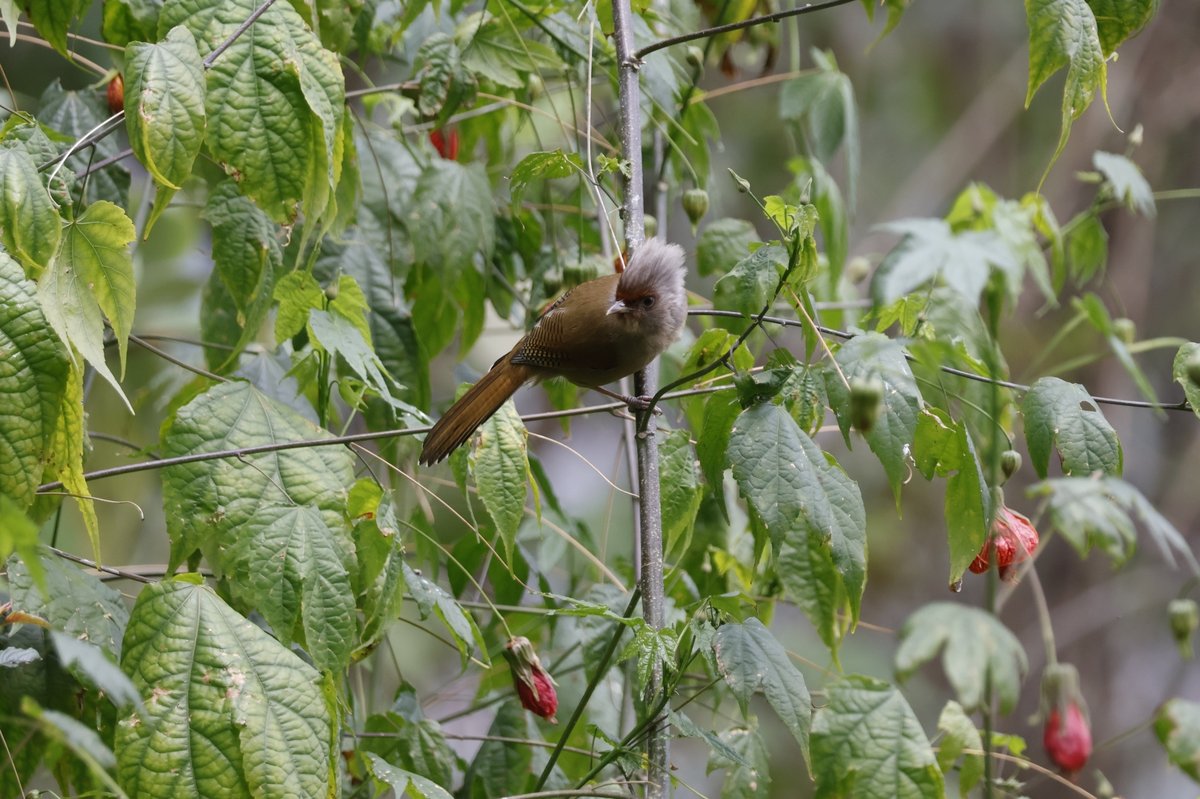 Rusty-fronted Barwing