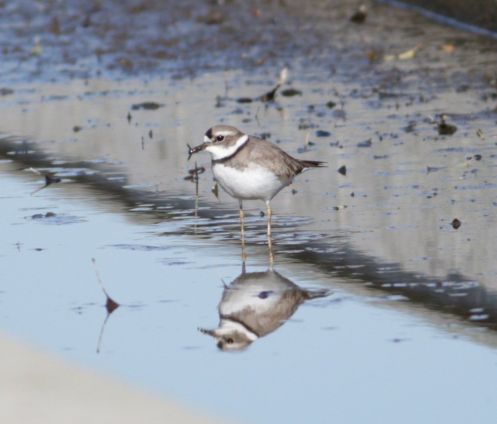 Long-billed Plover