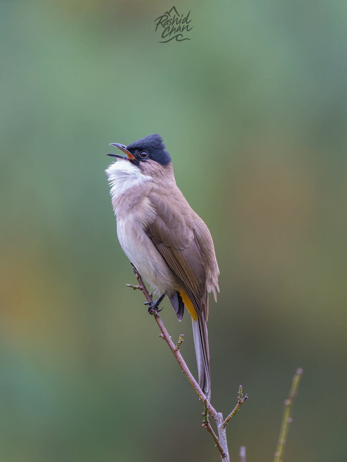 Brown-breasted Bulbul