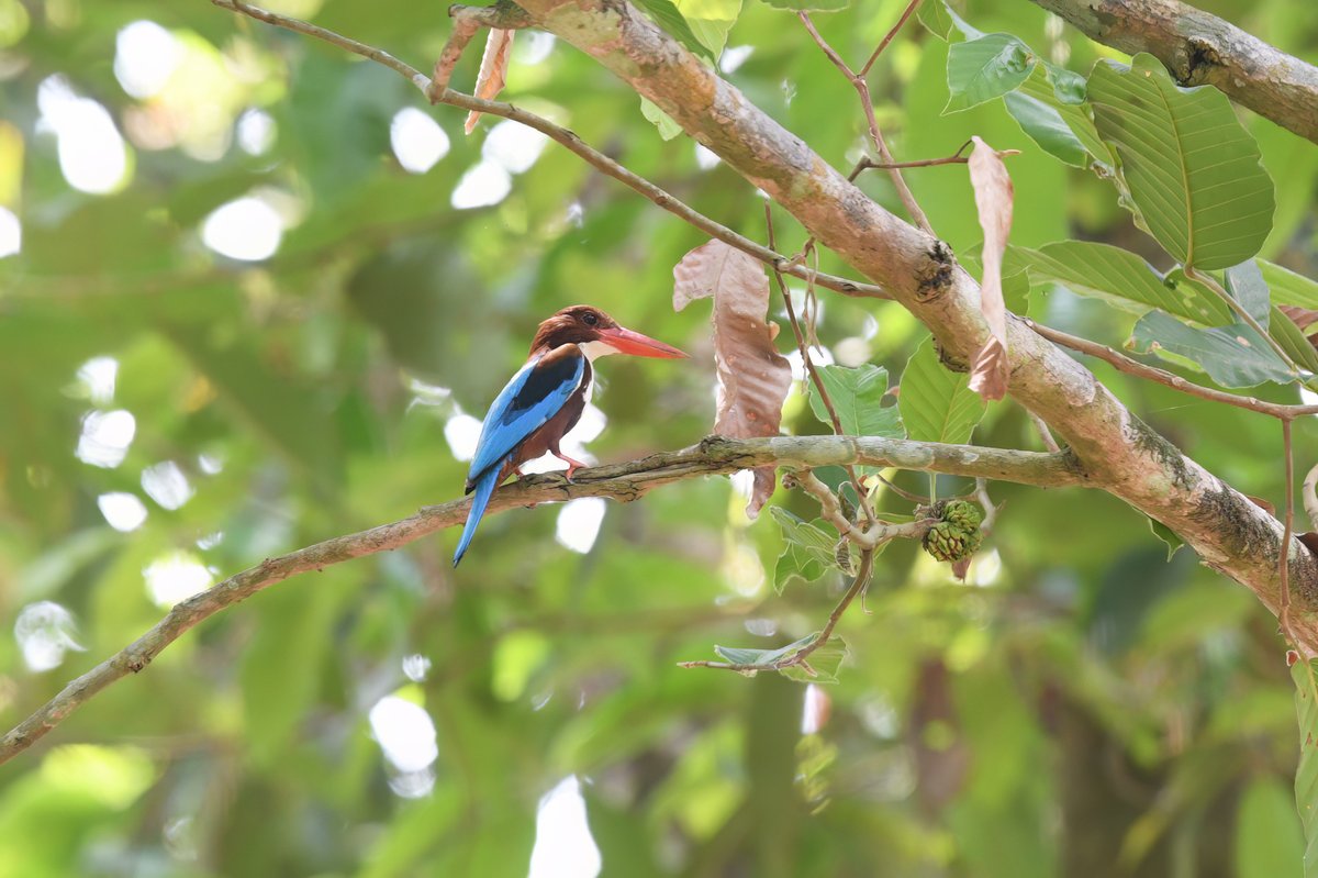 White-throated Kingfisher