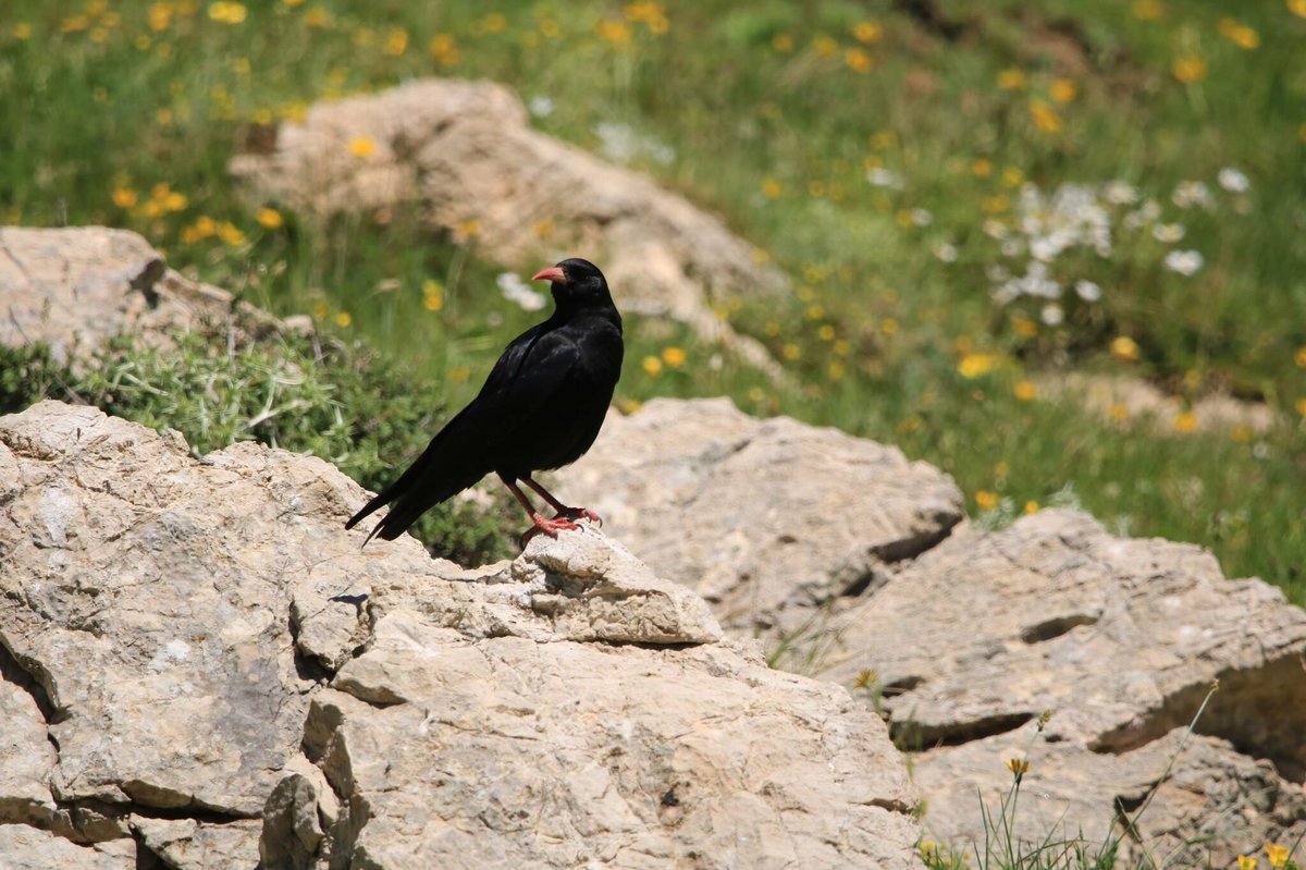 Red-billed Chough