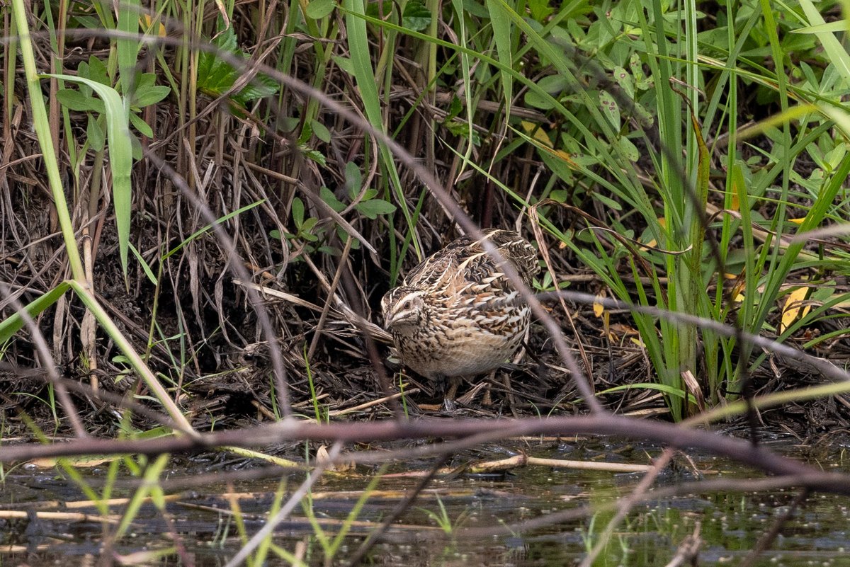 Japanese Quail