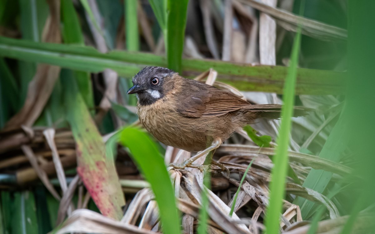 Grey-throated Babbler