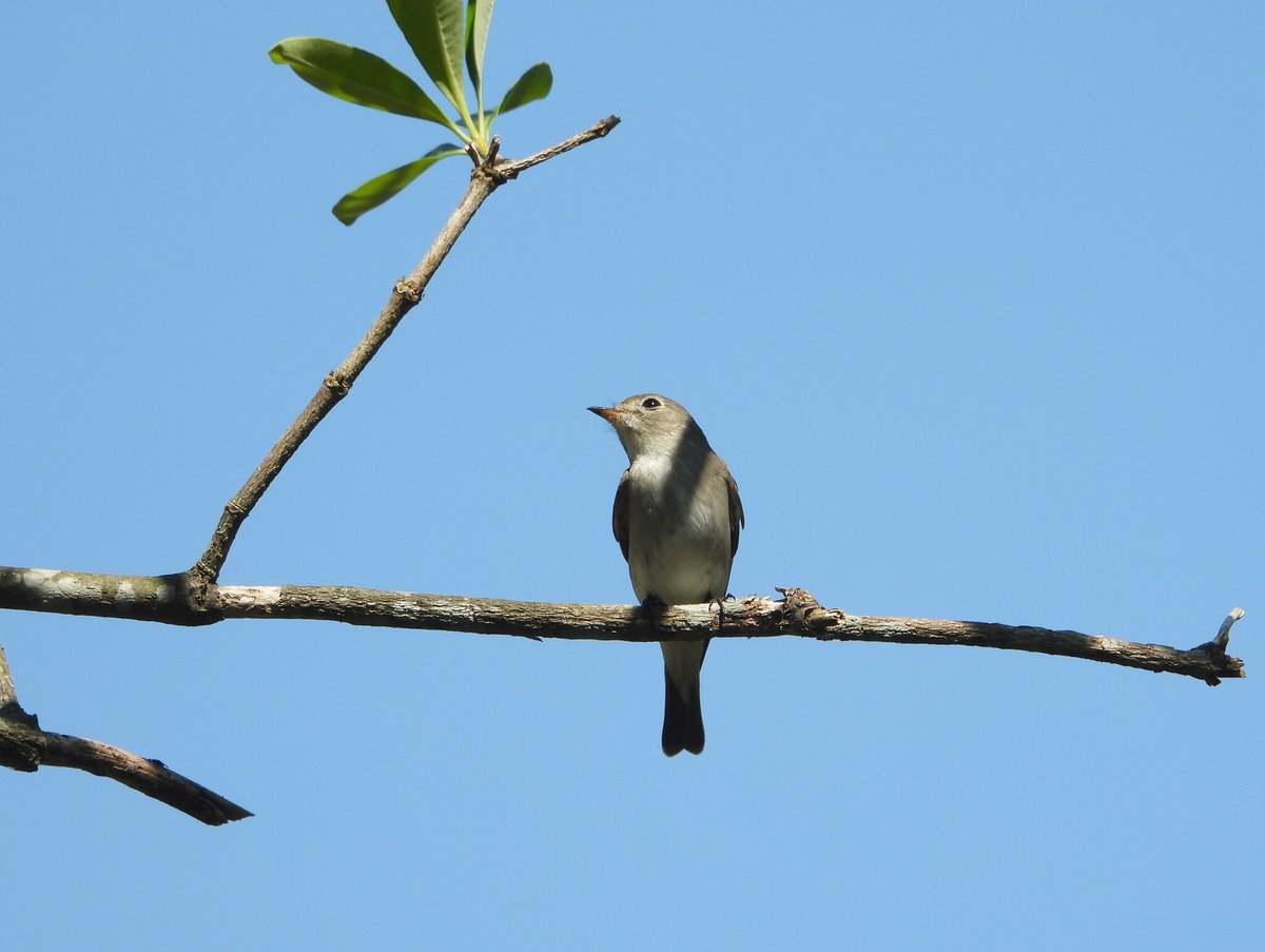 北灰鹟