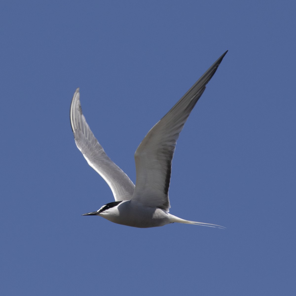 Aleutian Tern