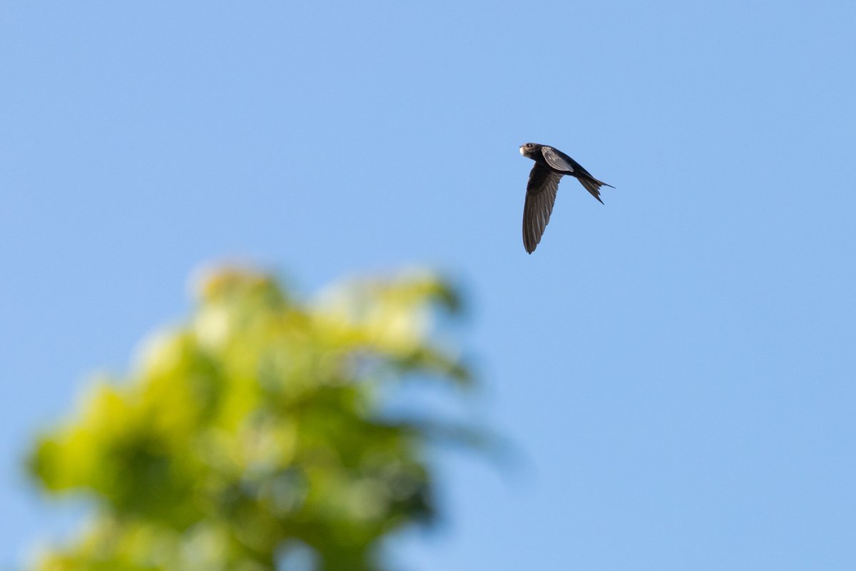 Common Swift